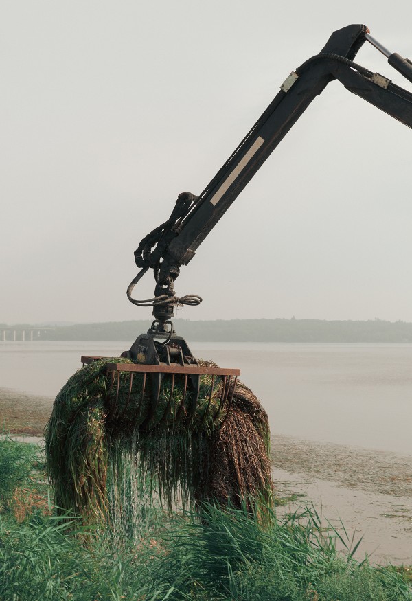 Crane collecting eelgrass