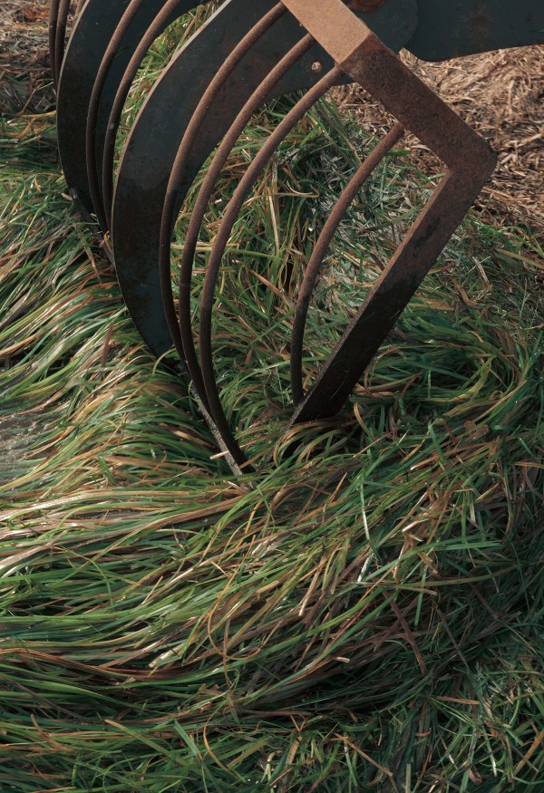 Detail of crane collecting eelgrass