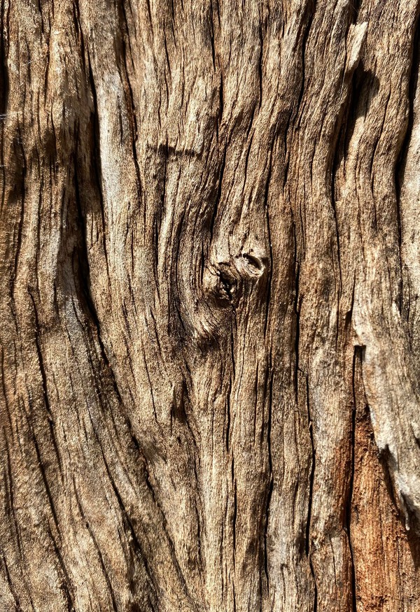 Wood grain detail