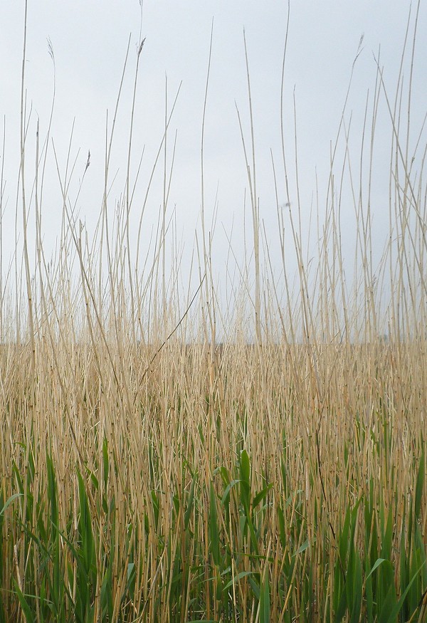 reeds in nature